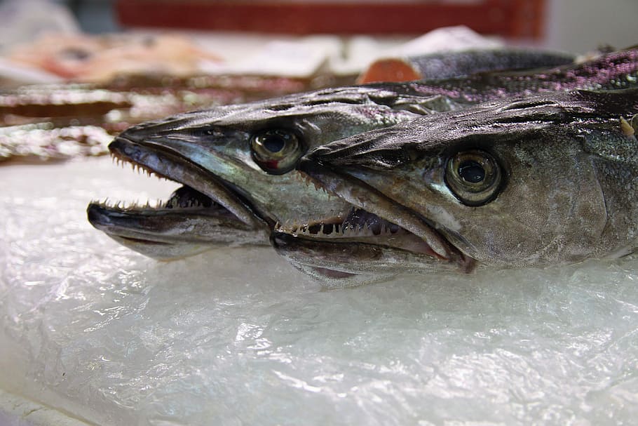 Fish, Echoppe, Carnivore, seafood, close-up, no people, day HD wallpaper