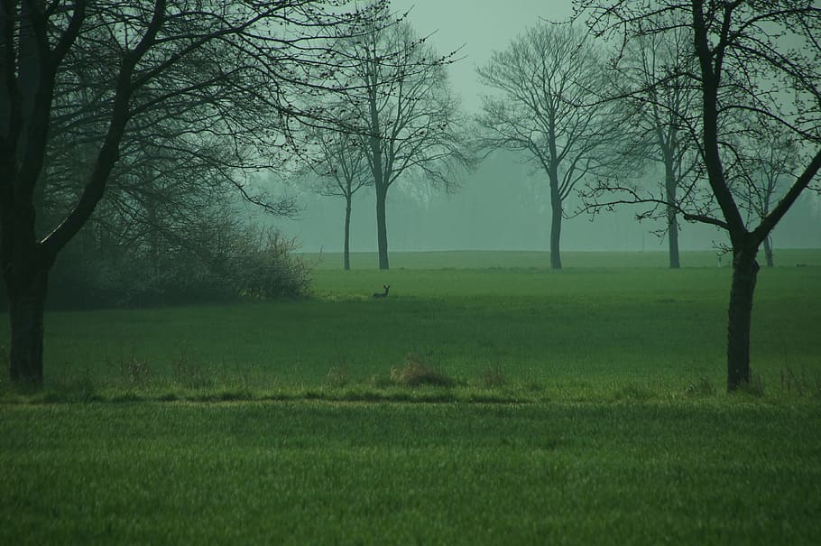 landscape, meadow, roe deer, green, mood, spring, scenic, trees HD wallpaper