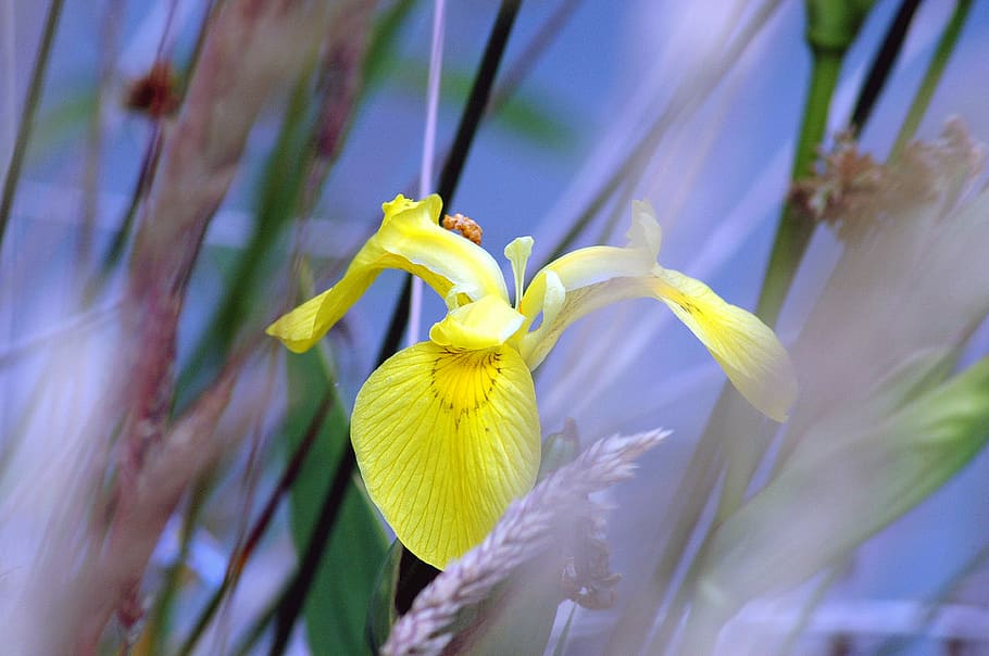 iris, yellow, spring, flowers, nature, plant, flowering plant HD wallpaper