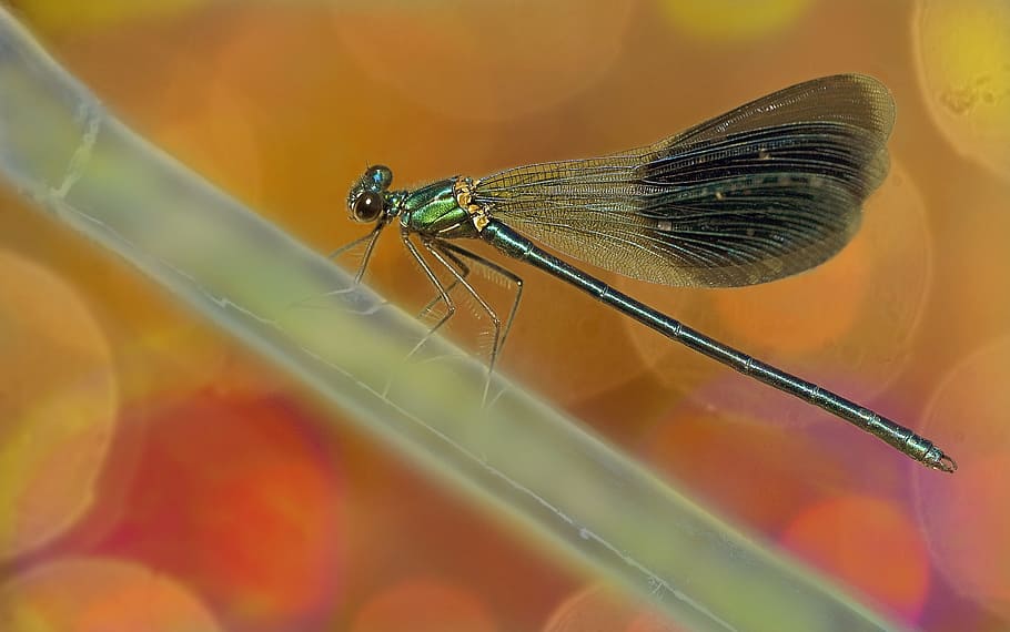 dragonfly, nature, macro, dragonflies, insect, spring, photo HD wallpaper