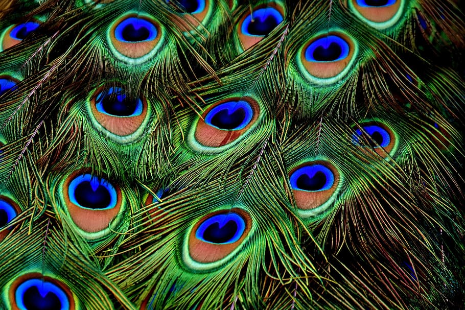 Green peacock 1080P, 2K, 4K, 5K HD wallpapers free download | Wallpaper  Flare