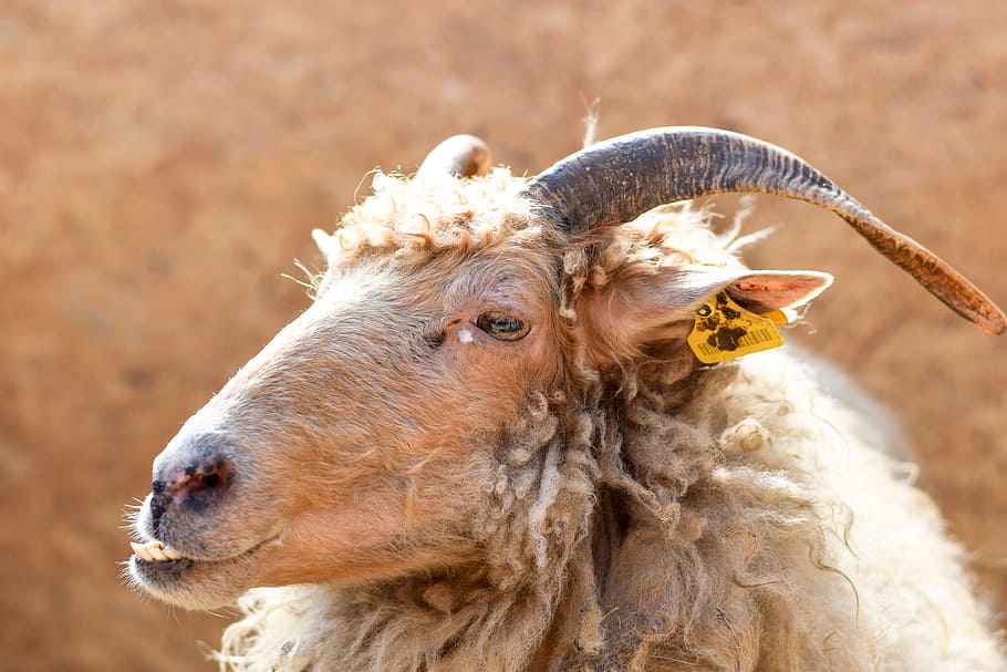 Brown Sheep With Yellow Tag on Ear, animal, census, goat, horns HD wallpaper