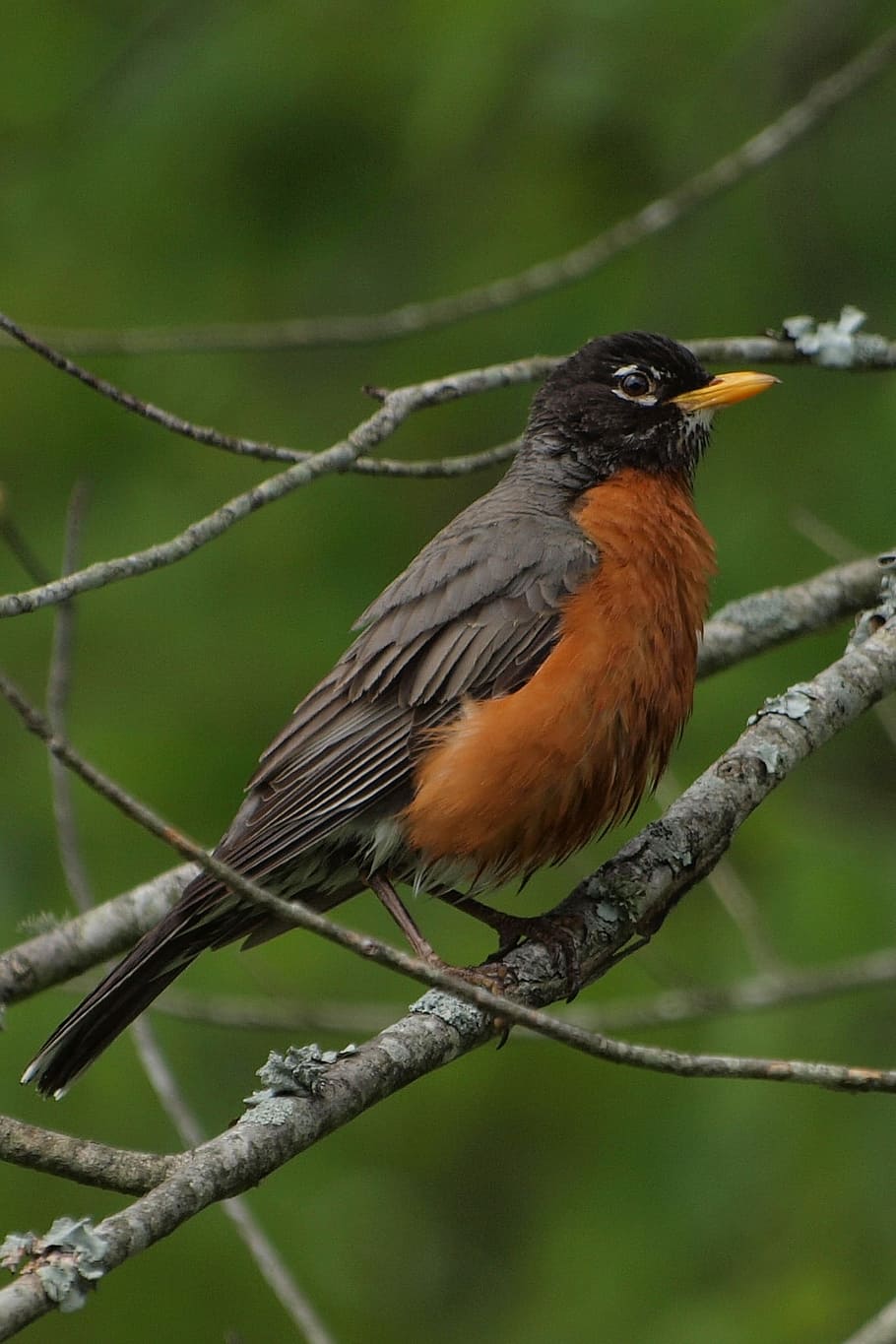 Robin, Bird, North, America, birds, tennessee, spring, one animal HD wallpaper