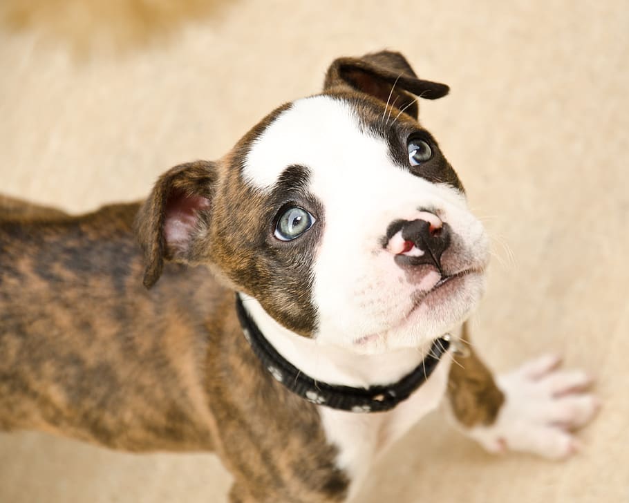 small dog, dog looking up, cute, portrait, pet, fur, animal, HD wallpaper