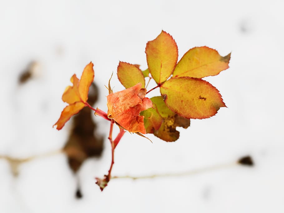 tree, leaves, yellow, orange, autumn, nature, close, golden autumn HD wallpaper