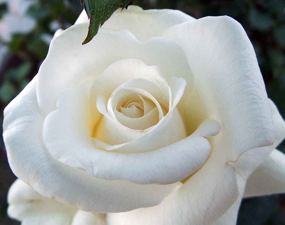 white rose, macro, close, flora, nature, turkey, flower, flowering plant HD wallpaper