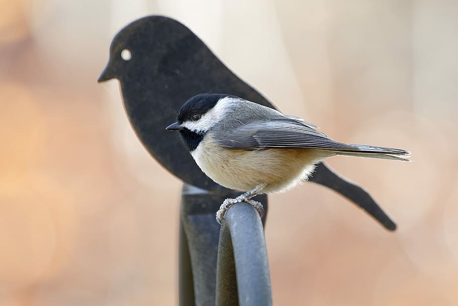 beige and gray bird on black metal fence, black and gray bird HD wallpaper
