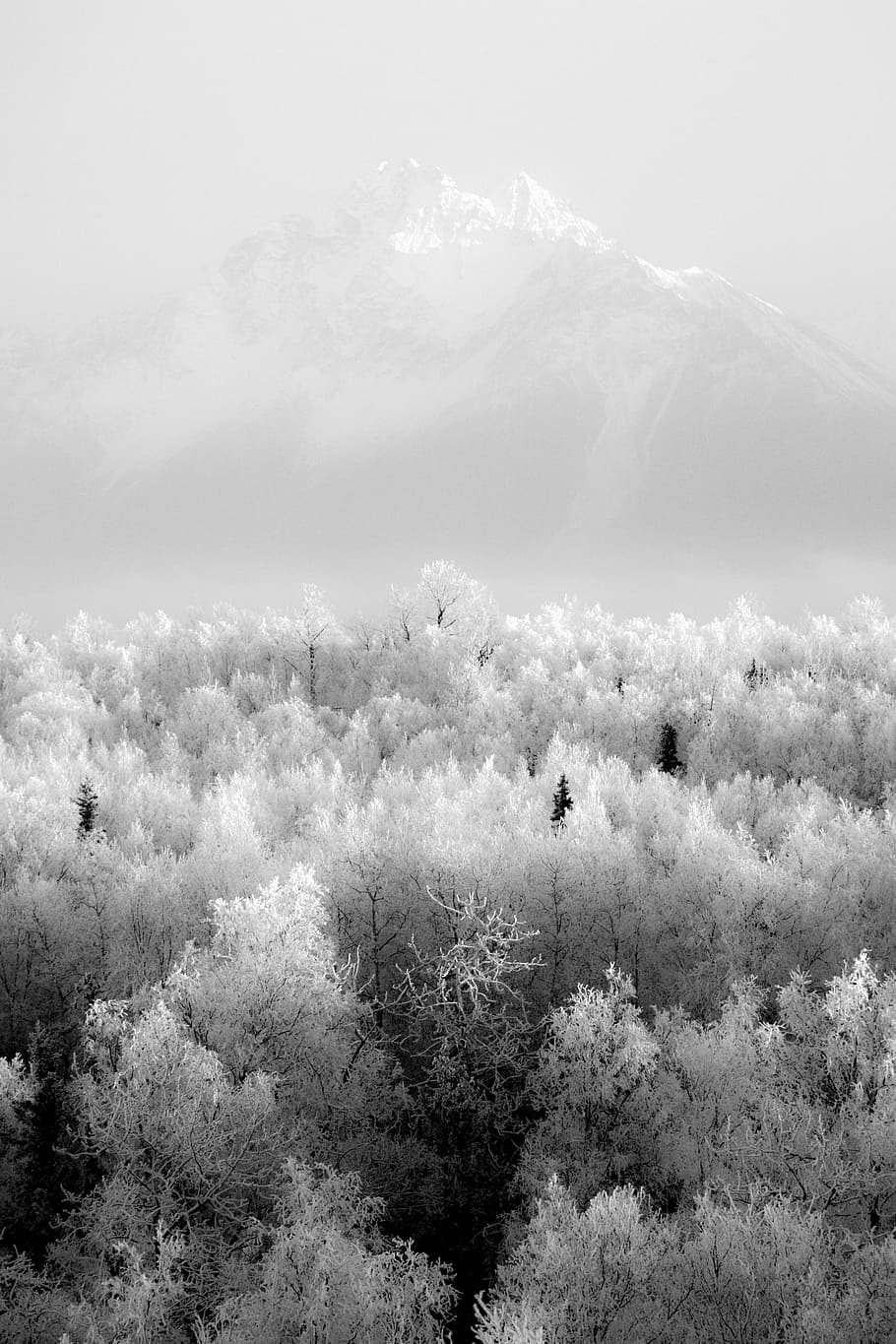 grayscale picture of forest distant of snow capped mountain, snow-covered leafed trees and mountains HD wallpaper