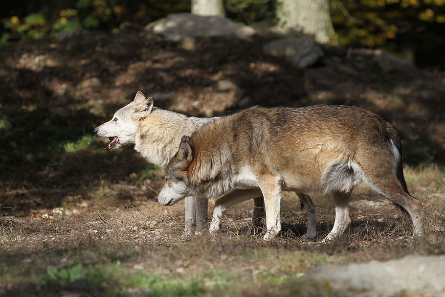 wildlife photography of two wolves, timber wolves, predator, nature