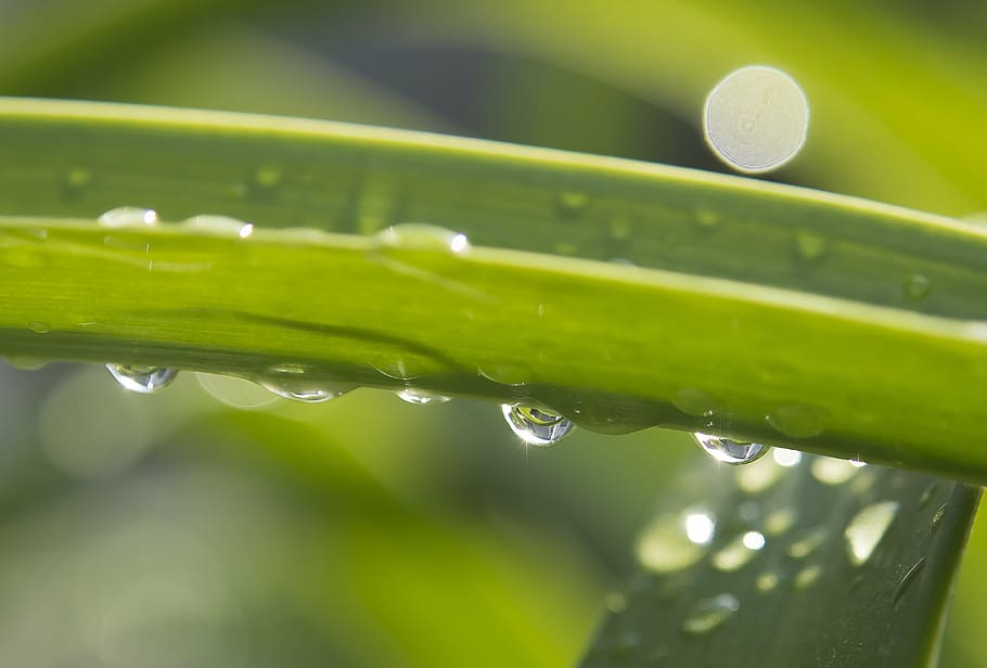 drip, rain, raindrop, leaf, drops of rain, beaded, drop of water HD wallpaper