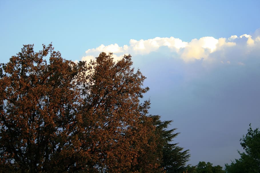 clouds, cumulus, white, large, heavy, shadowed, catching sunlight HD wallpaper