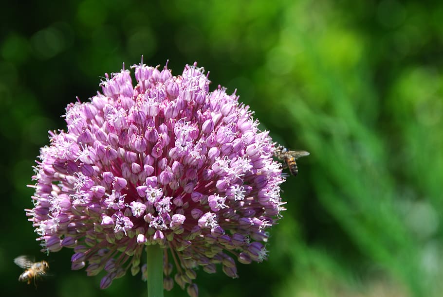 bee, flower, insect, plant, garden, pink flower, beautiful HD wallpaper