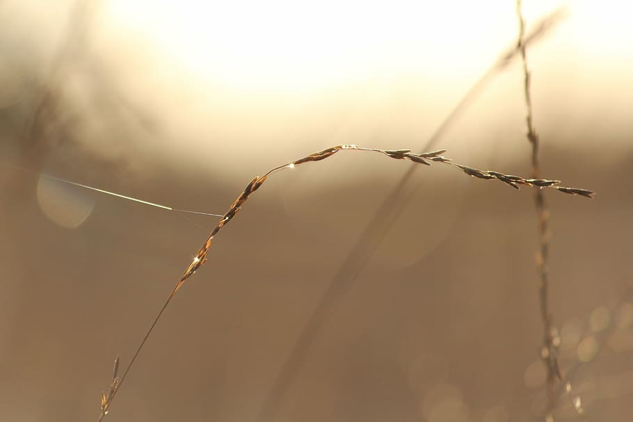 sun, water drop, grass, spider web, nature, outdoors, protection HD wallpaper