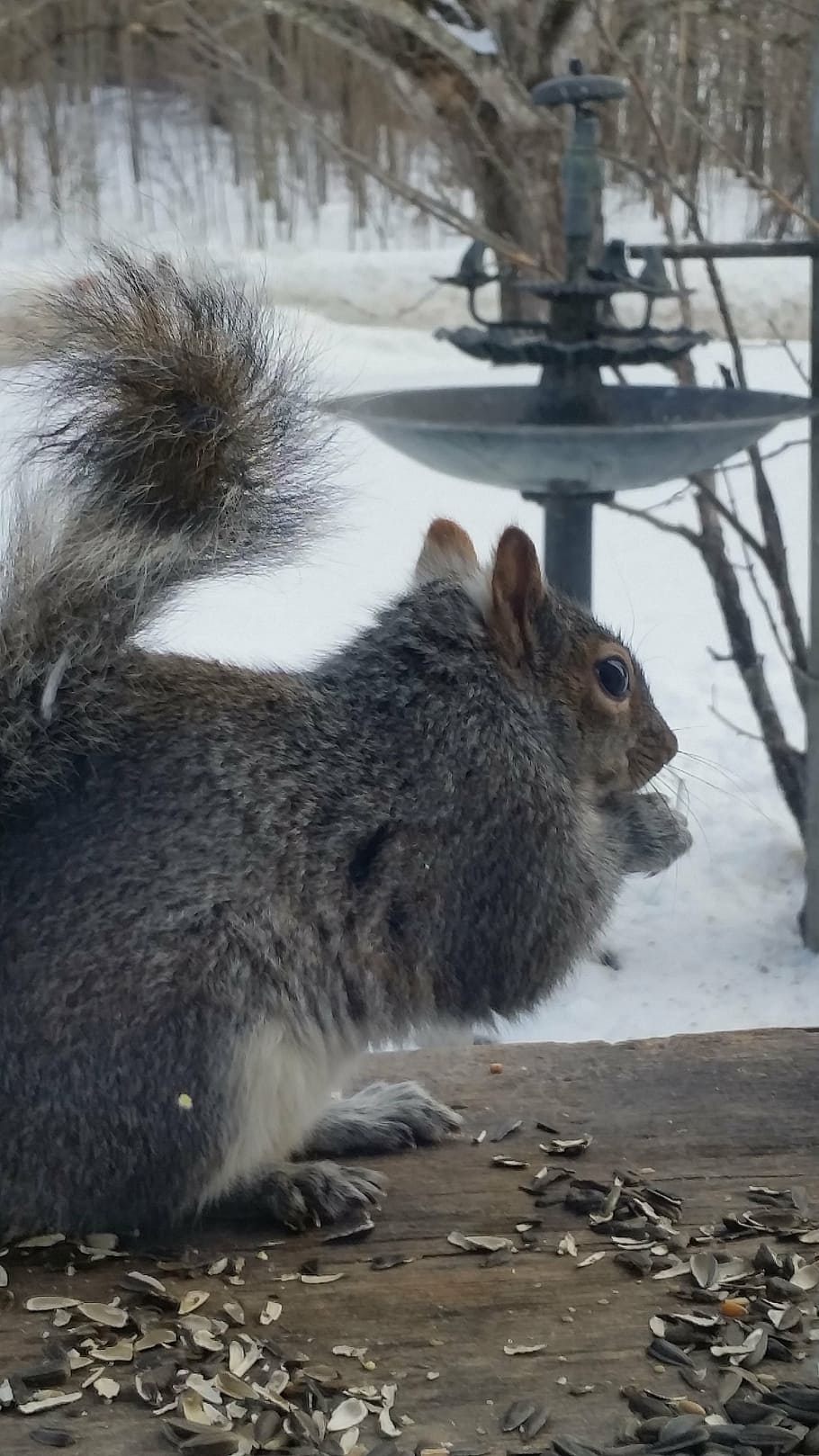 squirrel, grey, animal, wild, rodent, gray, animal themes, mammal HD wallpaper