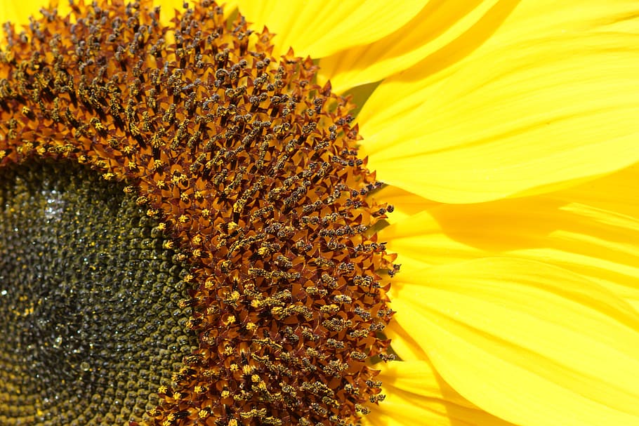 sunflower, close-up, yellow, petal, flowering plant, flower head HD wallpaper