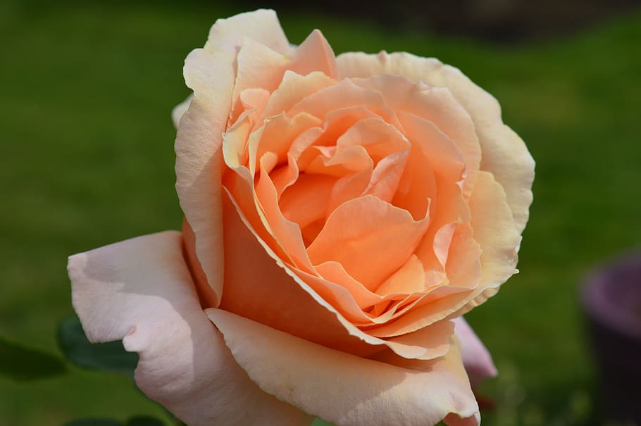 rose, pedals, flower, white, pink, love, nature, romance, valentines HD wallpaper