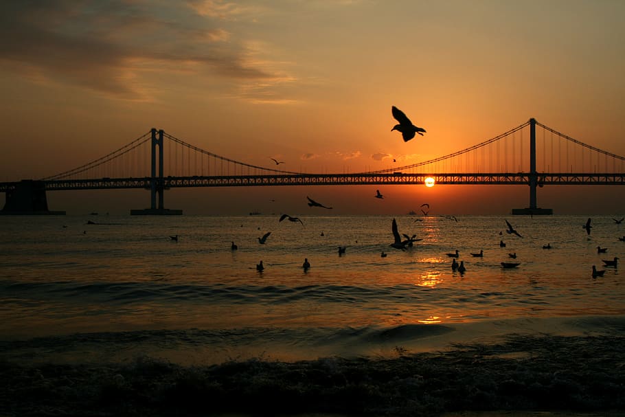 sea, change, north, to, water, sky, sunset, vertebrate, bird HD wallpaper