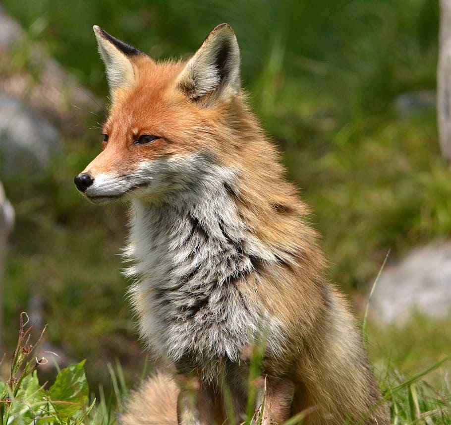 HD wallpaper: orange fox selective focus photography, animal, nature ...