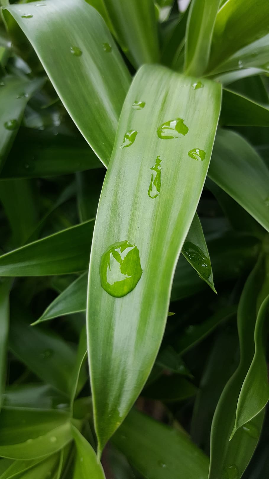 green, leaf, nature, green leaf, green leaves, environment HD wallpaper