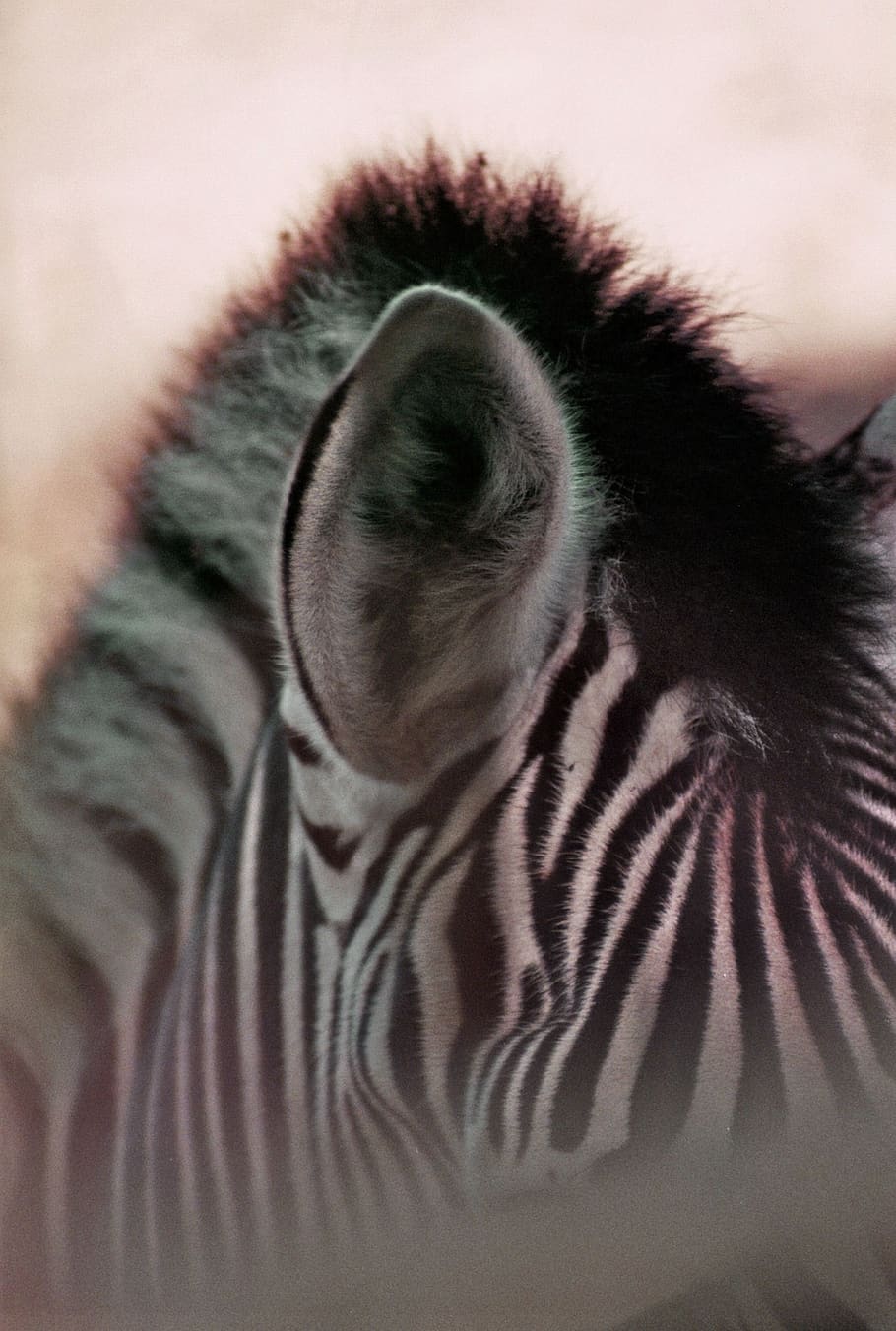 zebra, stripes, plains zebra, black and white, crosswalk, zoo, HD wallpaper