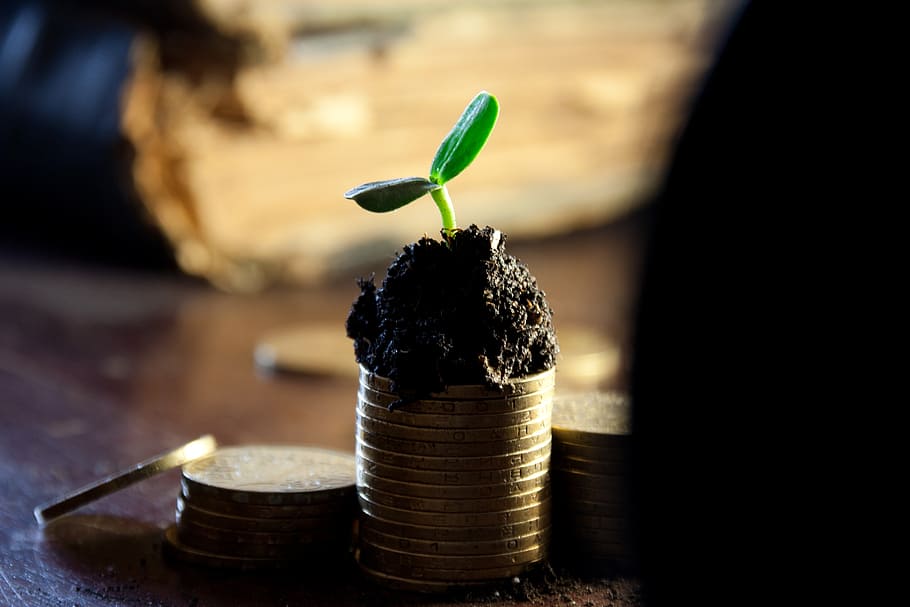 green plant, money, bank, deposit, grow up, income, dividends, HD wallpaper