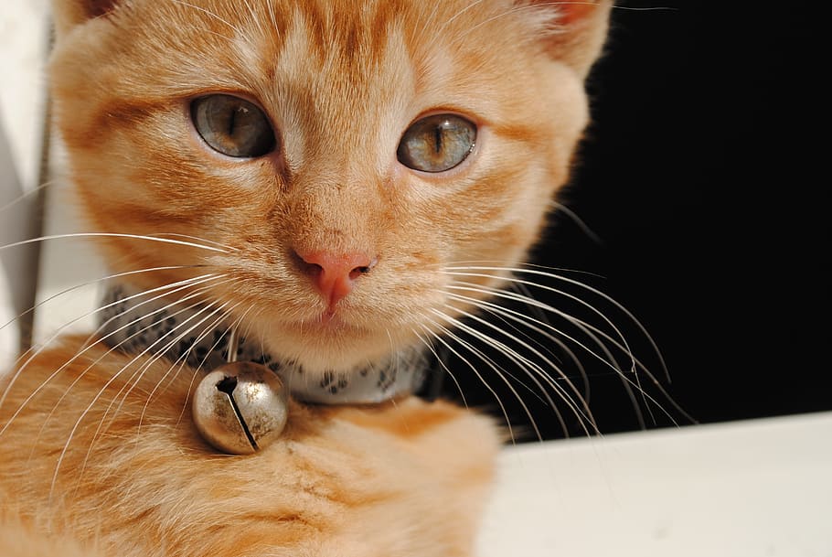 orange tabby cat wearing bell on neck, kitten, animals, bebe HD wallpaper