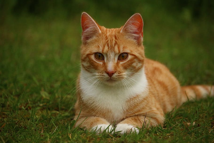 orange tabby cat on grass, kitten, mieze, mackerel, domestic cat HD wallpaper