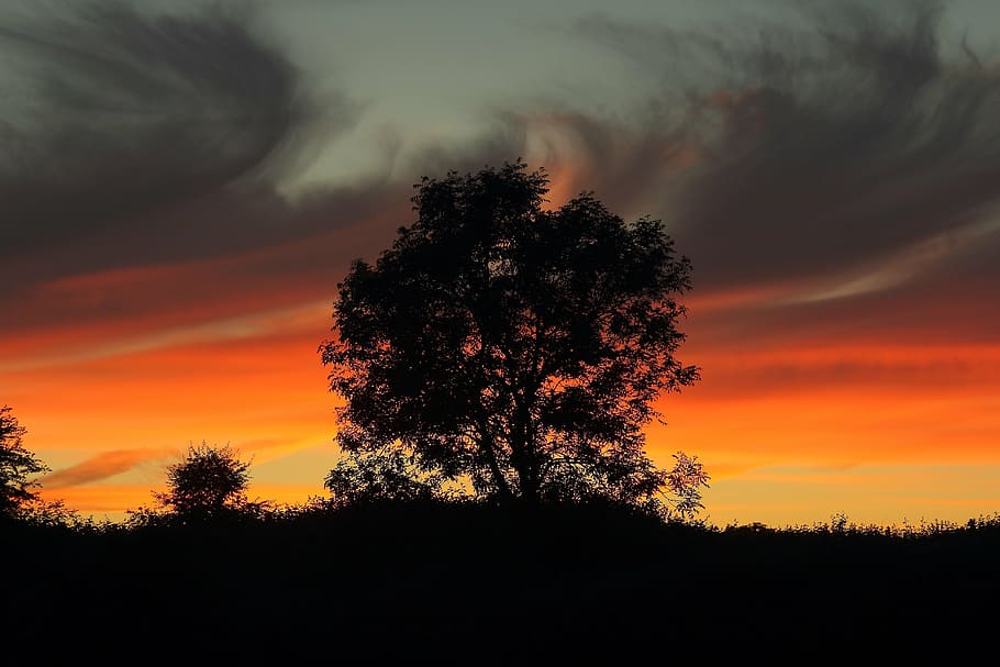 tree, silhouette, sunset, sky, priroda, nature, dusk, orange Color HD wallpaper