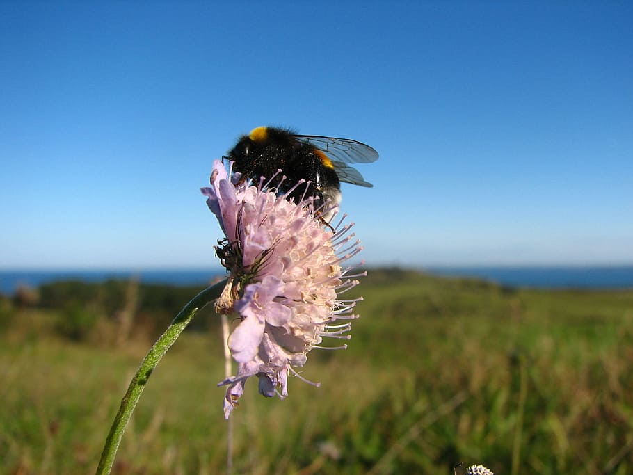 Insect, Flower, Pollination, nature, summer, plant, outdoors HD wallpaper