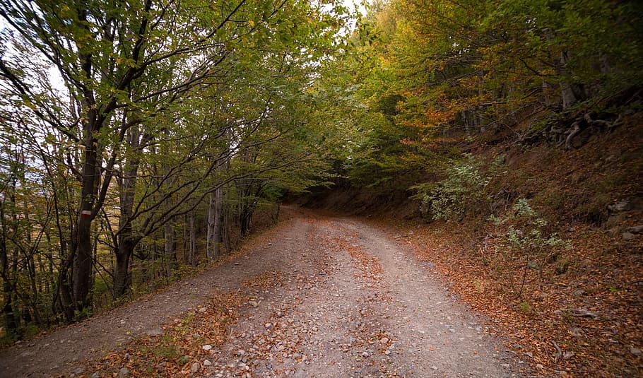 road, path, green, grass, trees, plant, forest, leaf, fall HD wallpaper