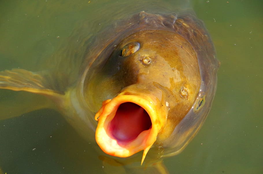 Carp, Mouth, Water, Japan, Natural, river, green, water sources