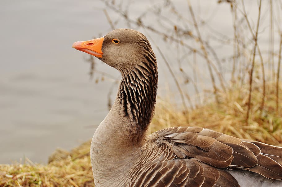 goose, bird, feather, water bird, poultry, bill, plumage, nature HD wallpaper
