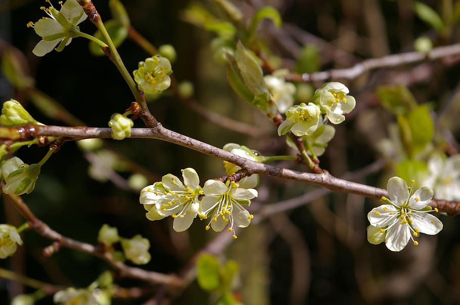 spring, plum tree, flowers, plum blossom, branch, flowering twig HD wallpaper