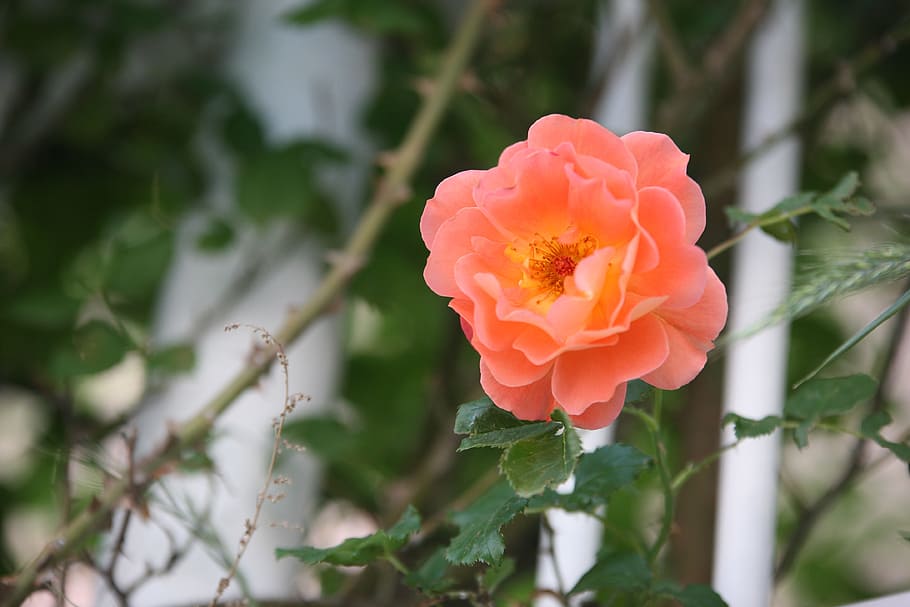 Flowers, Spring, rose, rose vines, nature, landscape, plants HD wallpaper