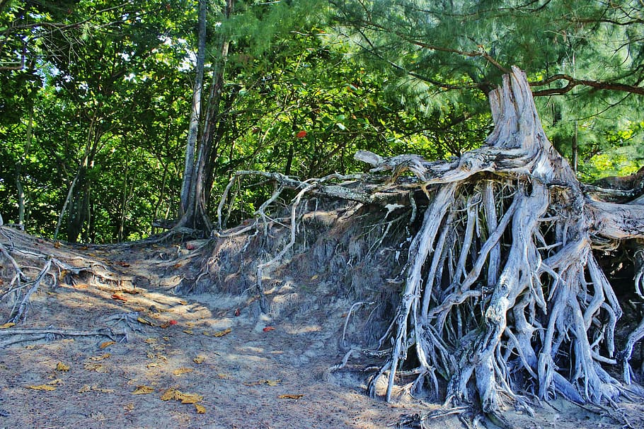 root, tree root, hanalei, kauai, hawaii, organic, agriculture HD wallpaper