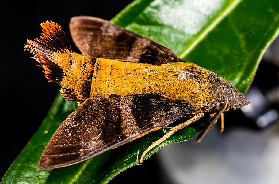 moth, butterfly, insect, close, nature, butterfly - Insect HD wallpaper