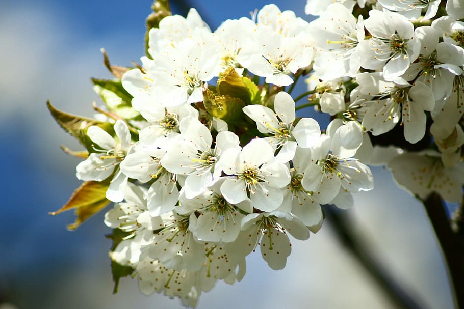 Cherry Blossoms, Macro, White, Spring, bloom, close, flower, HD wallpaper