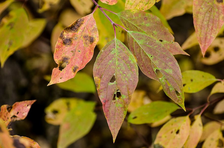 leaves, leaf, fall leaves, autumn, green, red, foliage, plant HD wallpaper