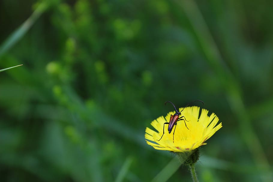 beetle, flower, summer, sunny, nature, yellow, green, invertebrate HD wallpaper