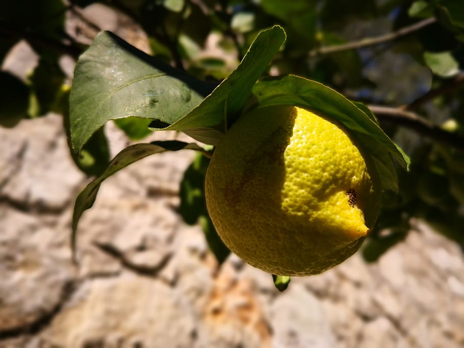 lemon, limone, citrus fruit, plant, flora, sour, leaf, plant part, HD wallpaper