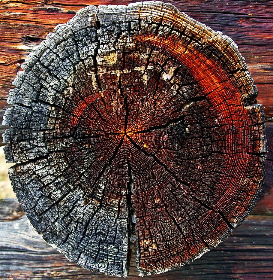 bark, circular, round, texture, timber, tree, tree trunk, weathered HD wallpaper