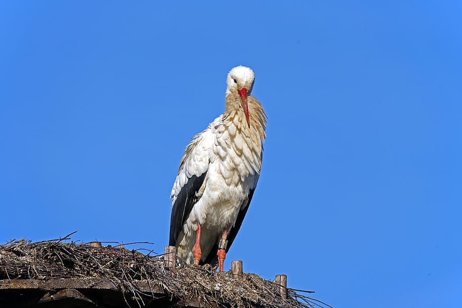 White Stork, Birds, Germany, one animal, animal wildlife, animals in the wild HD wallpaper