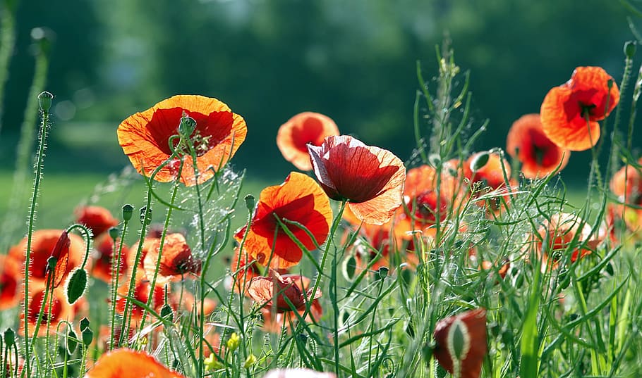 Poppies, Beasts, Field, red, the beasts of the field, flowers
