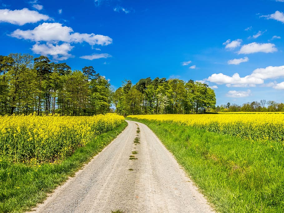 photo of road in between of green grasses, spring, landscape