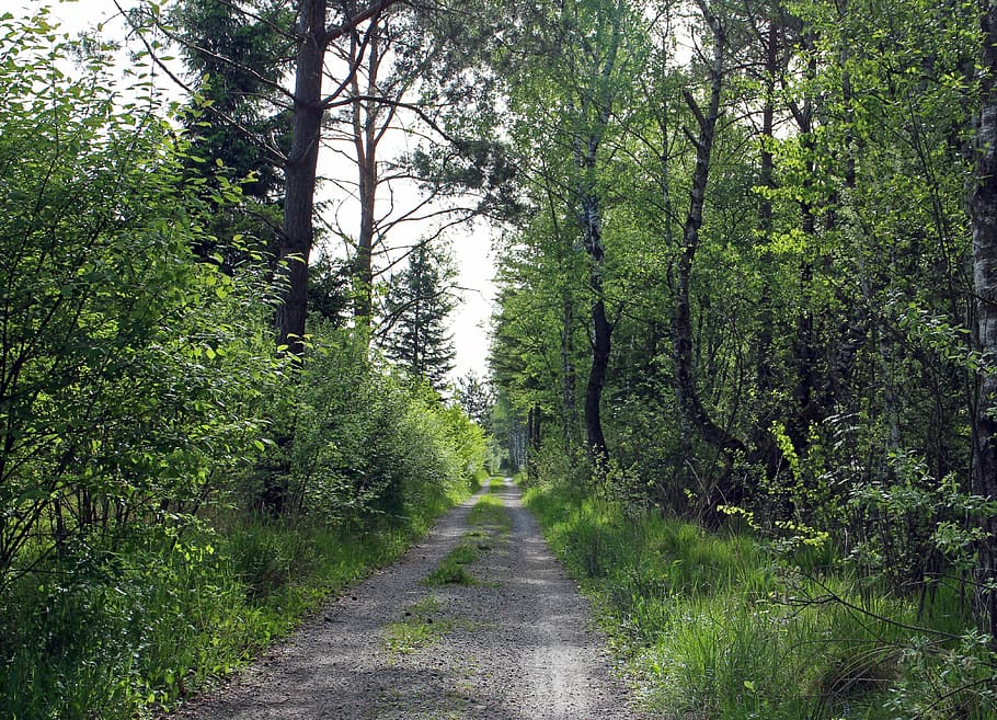 forest path, lane, trees, away, gün, plant, growth, direction HD wallpaper