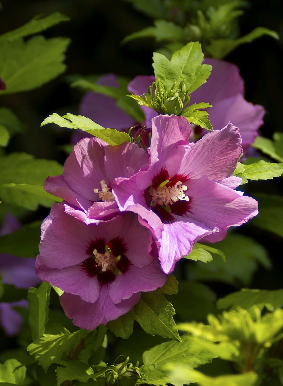 Flower, Hibiscus, Bloom, Garden, Nature, flowers, pink, pink hibiscus HD wallpaper