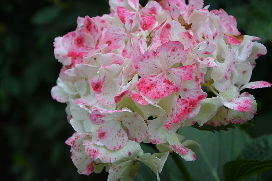 hydrangea, white pink, plant, flora, garden, nature, flower HD wallpaper