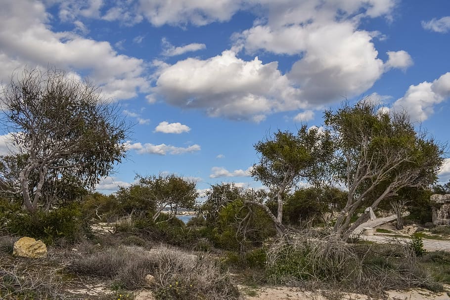 trees, coppice, dunes, path, sky, clouds, nature, landscape HD wallpaper