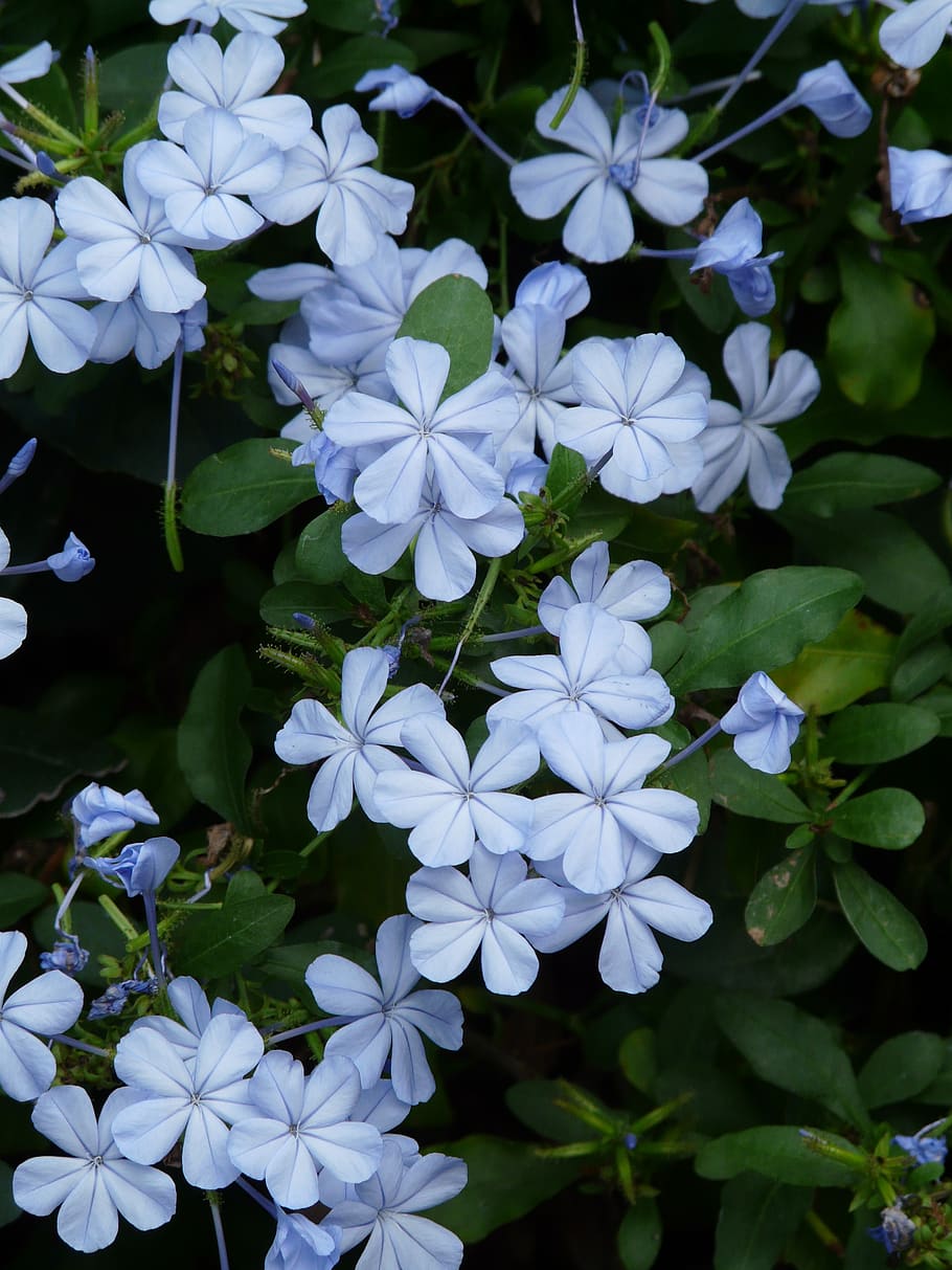 auriculata, flowers, light blue, cape europaea, plumbago auriculata, HD wallpaper