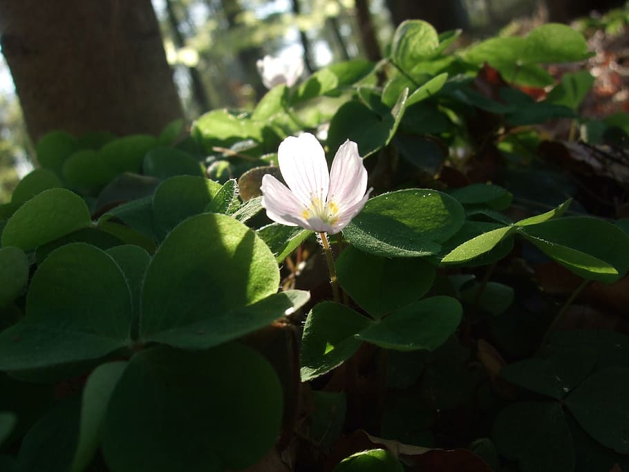 klee, sorrel, spring, forest, green, plant, light, shadow, sun HD wallpaper